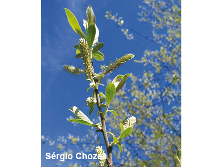 Salix-atrocinerea